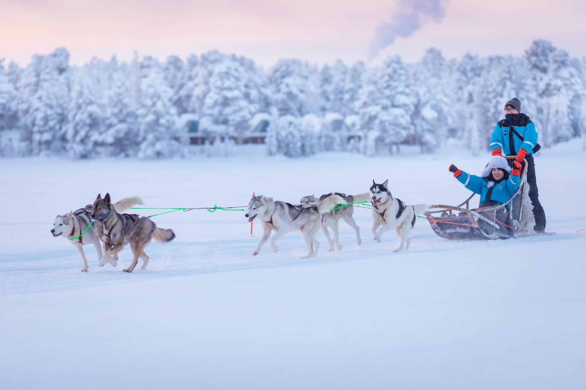 husky sledding