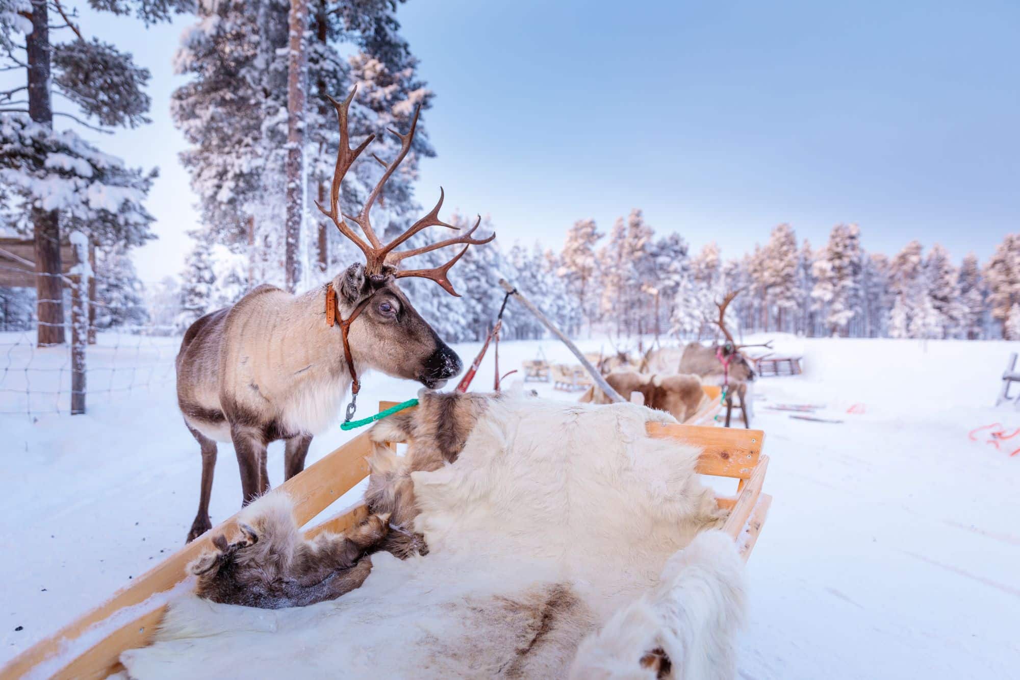 reindeer stood by the sled