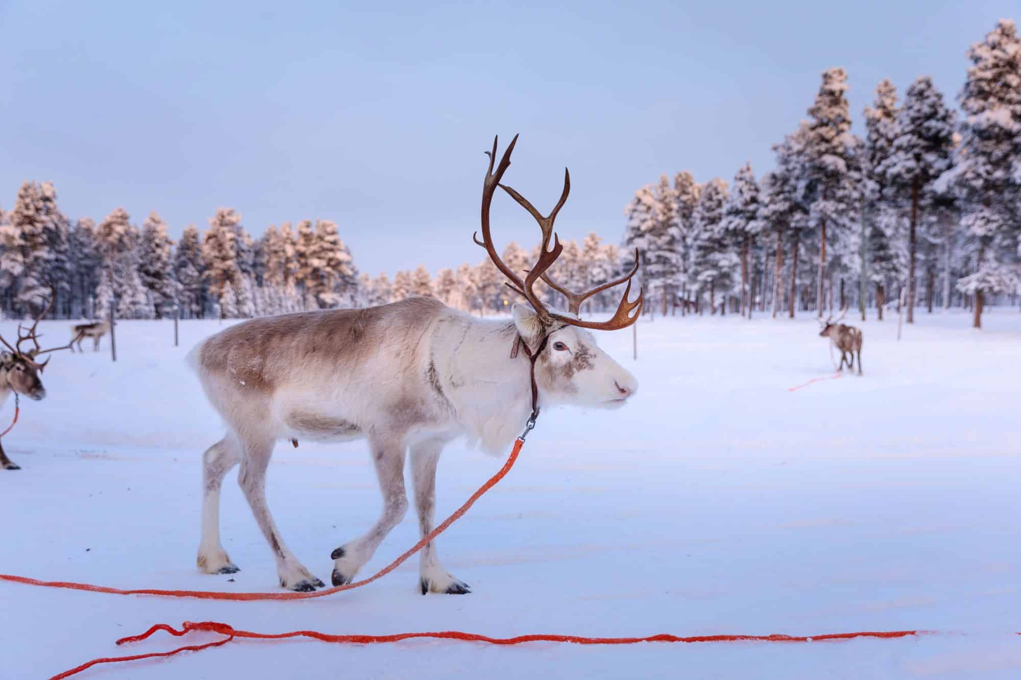 reindeer