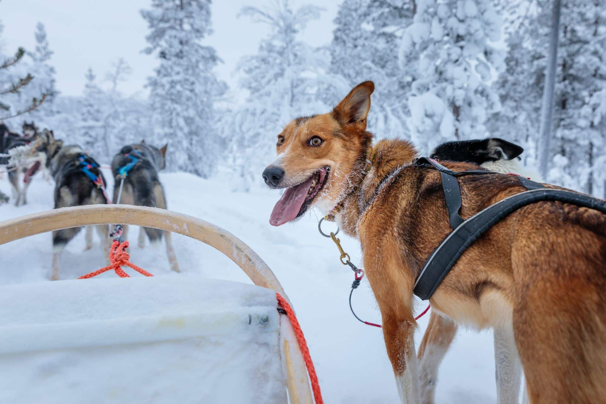 huskies