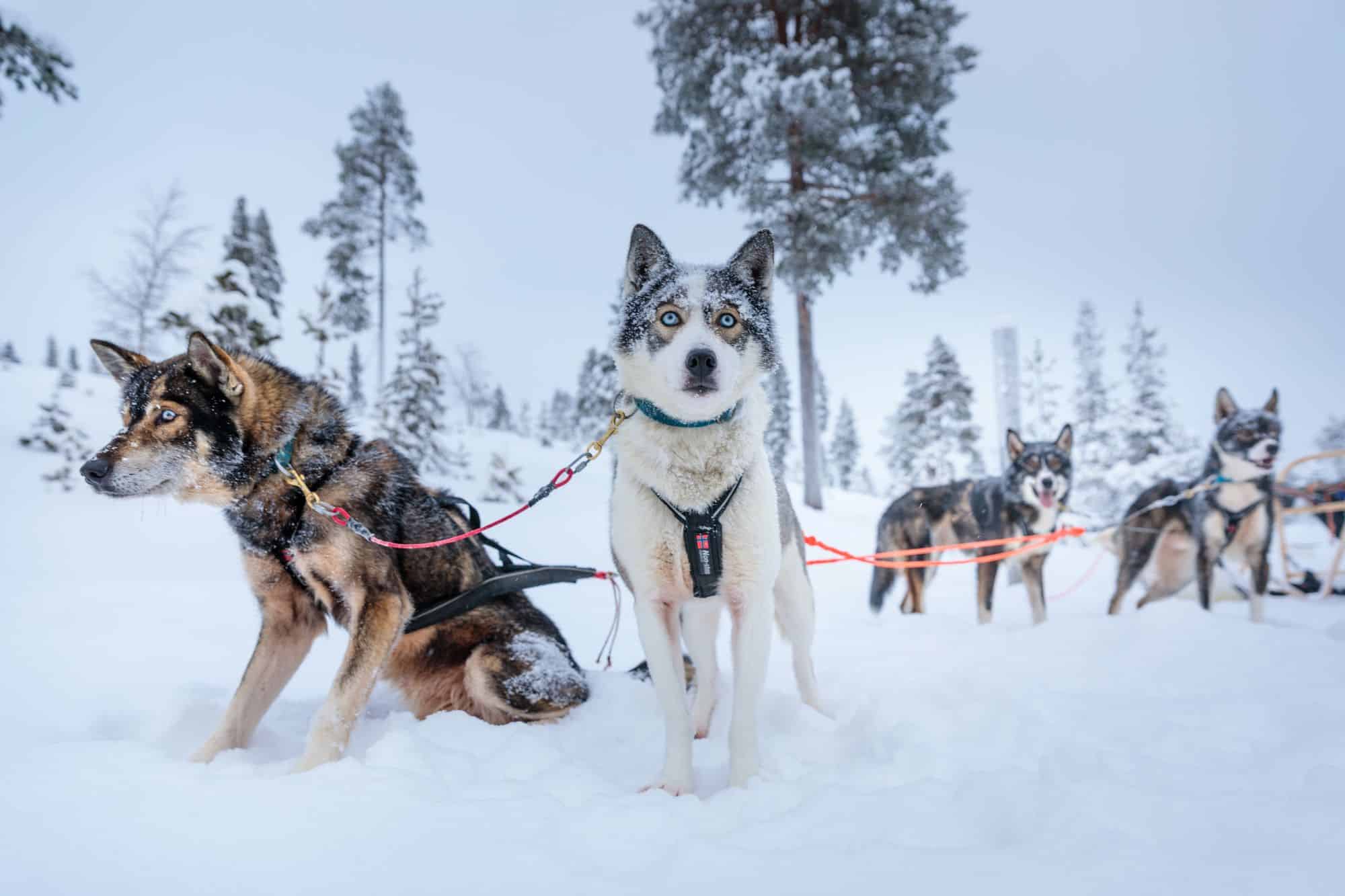huskies