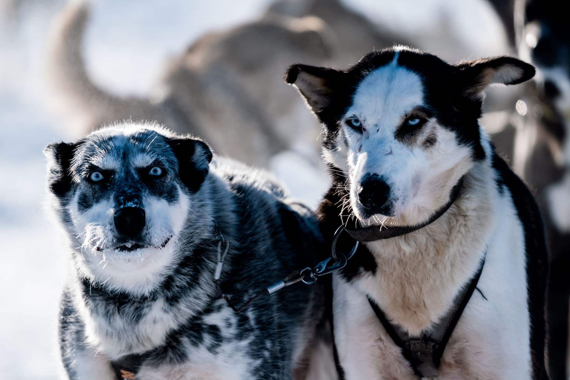 huskies