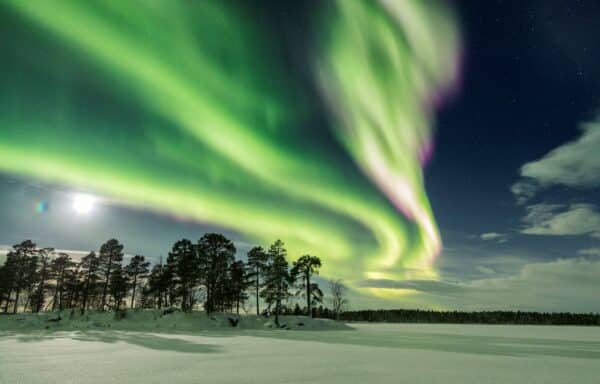 northern lights above the trees