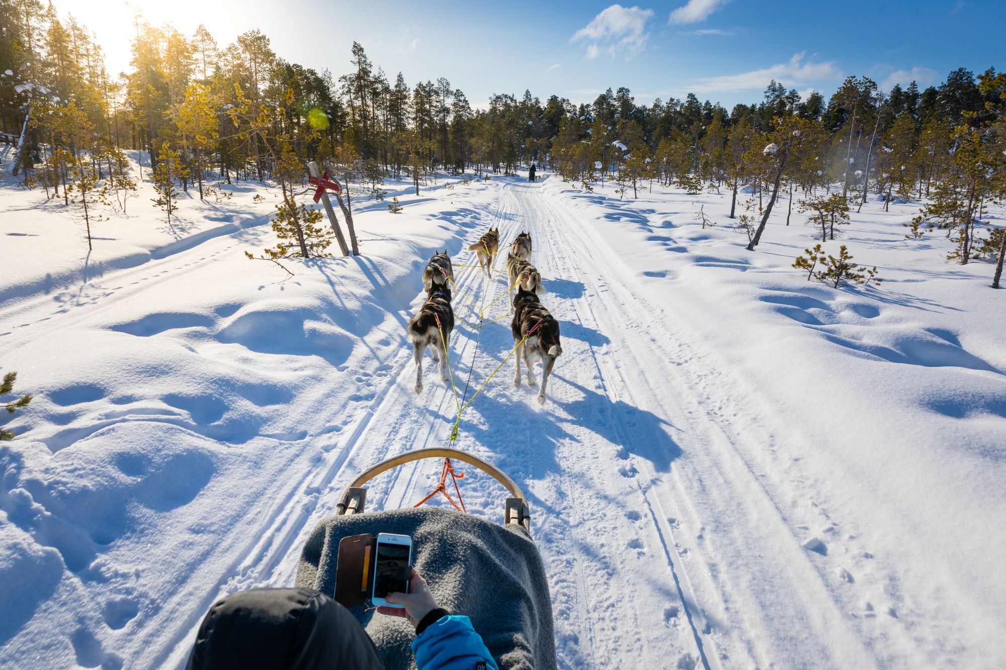 dogsledding through sunny forest in the snow