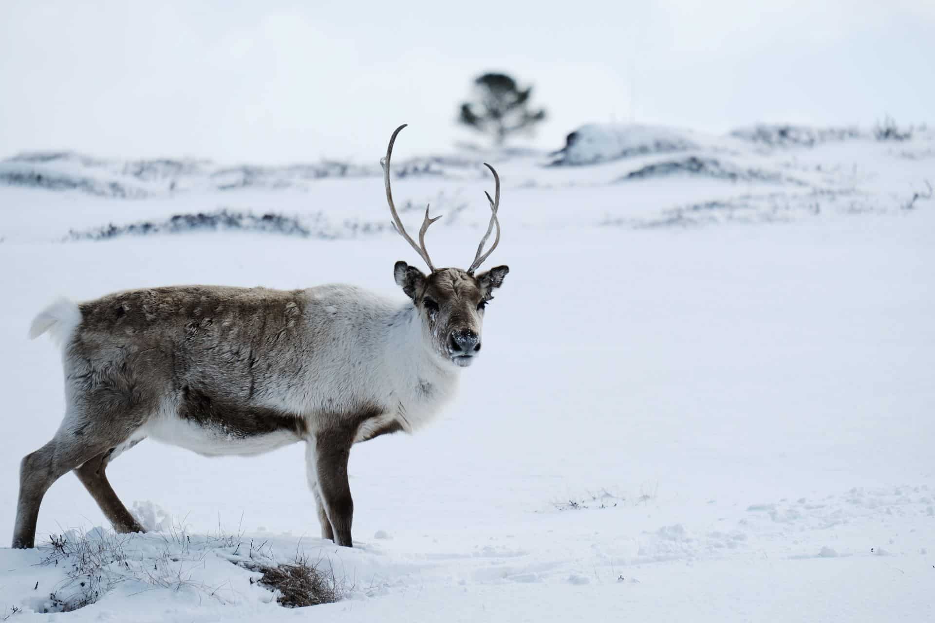 reindeer in the snow