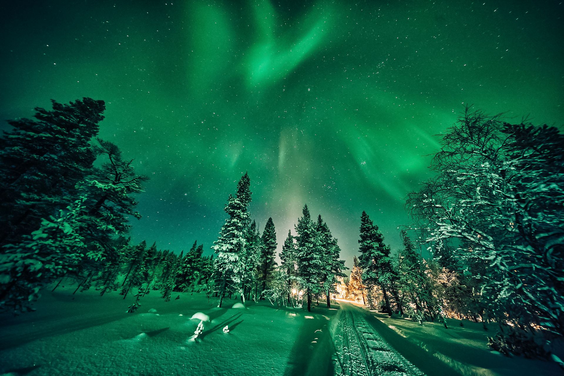 forest and NL