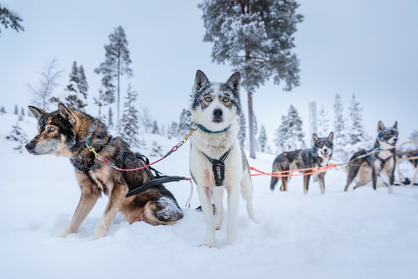 Husky tour