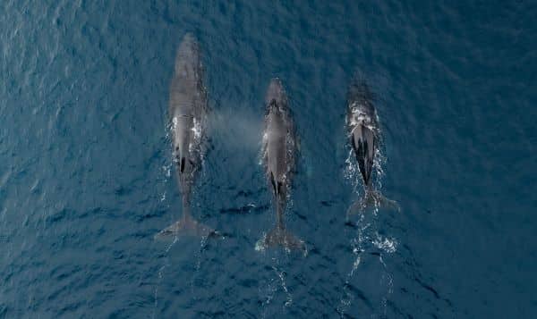 whales swimming