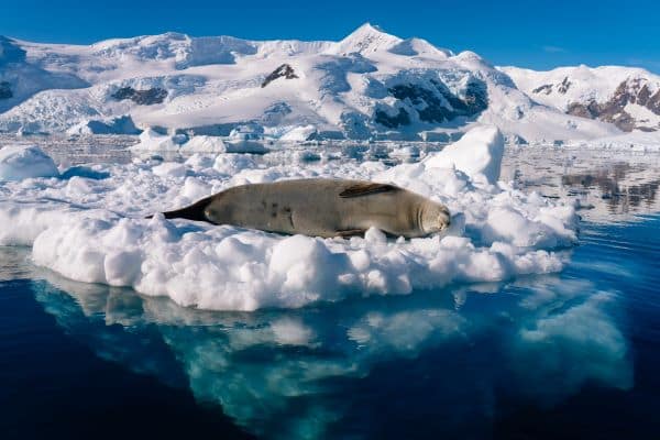 seal on iceberg