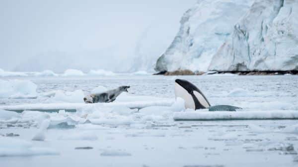 orca and seal