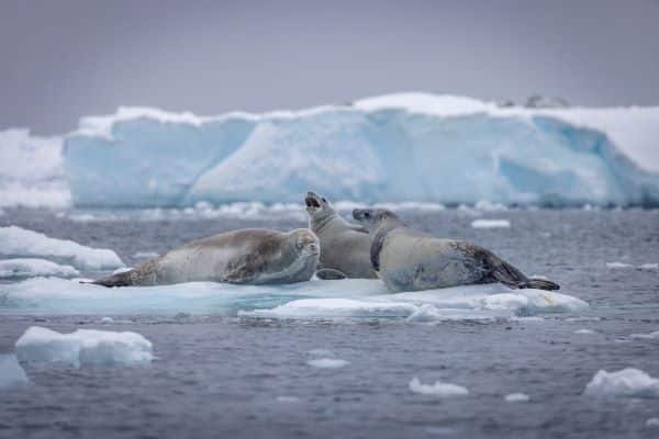 seals on an iceberg