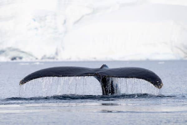 orca in the water