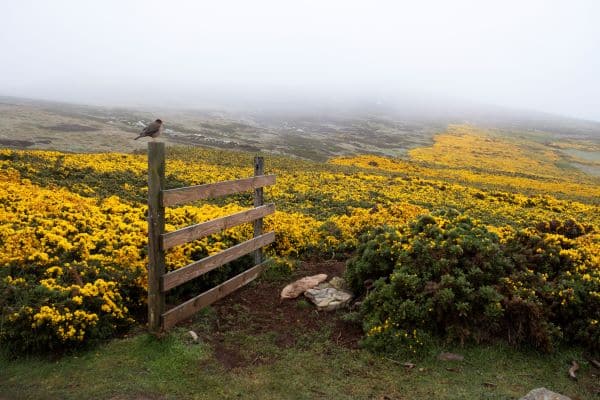 bird sat on fence overlooking landscape
