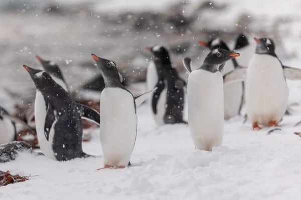 penguins