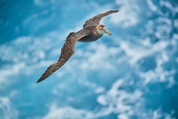 bird flying in antarctica