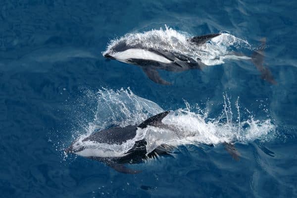 drake passage antarctica