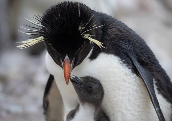 penguin with baby penguin