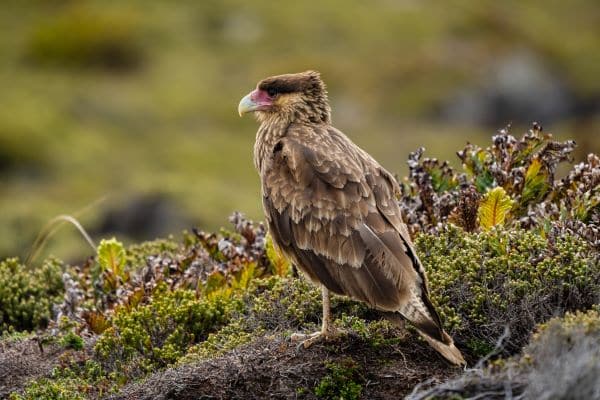 bird in the falklands