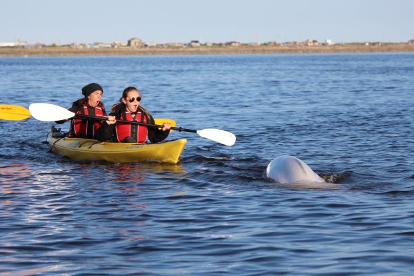 kayaking with Belugas