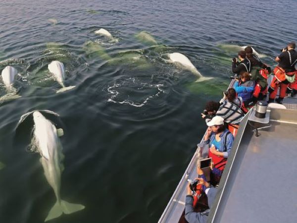Beluga Whale watching
