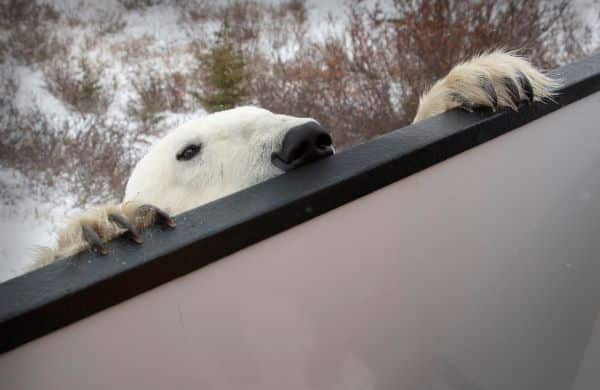 polar bear peaking over the edge