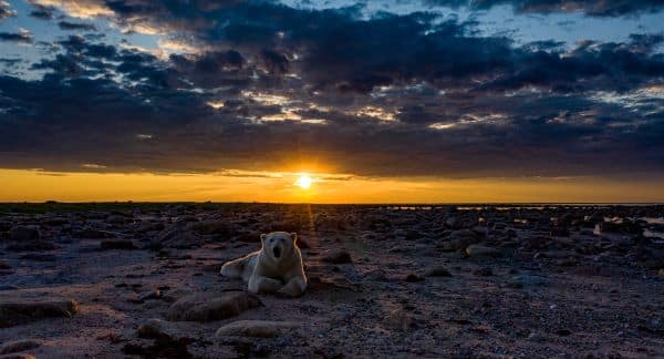 polar bear sunset
