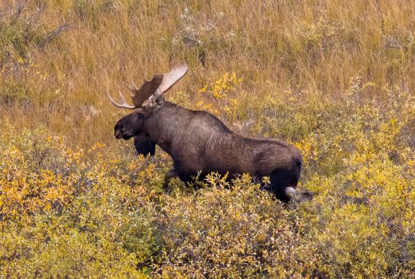 moose in the grass