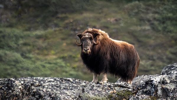 Musk Ox in greenland