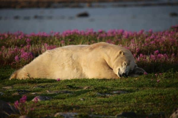 bear laying down