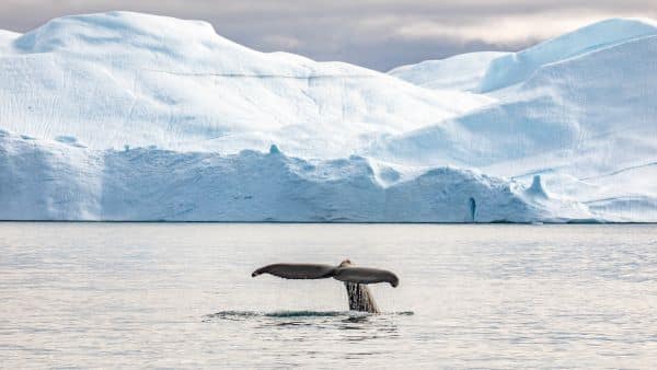 whale watching