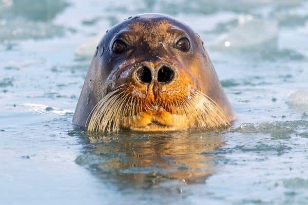 seal in water