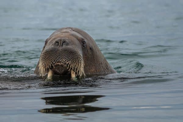walrus in the water