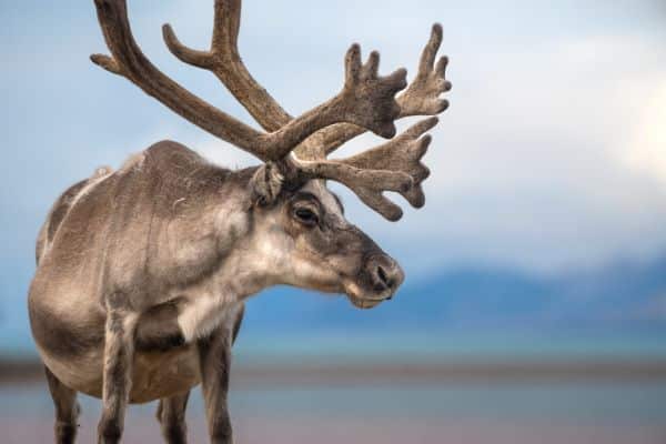 moose