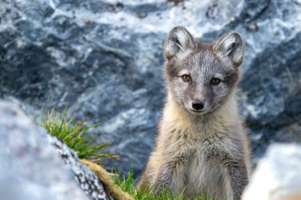 Arctic fox standing in snow on Svalbard, looking toward the camera