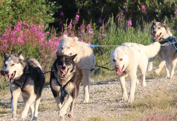 group of huskys