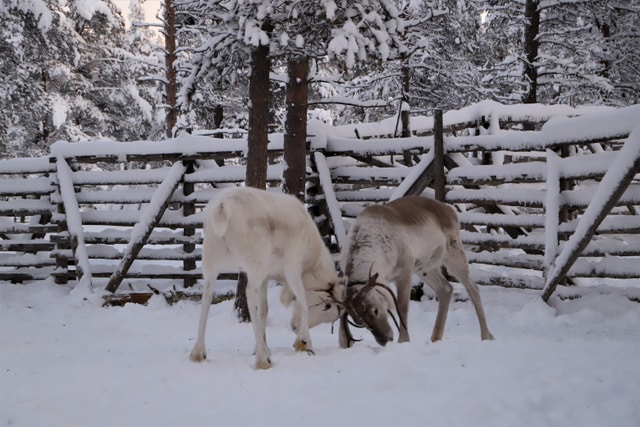 Two reindeer clashing antlers in a snowy landscape