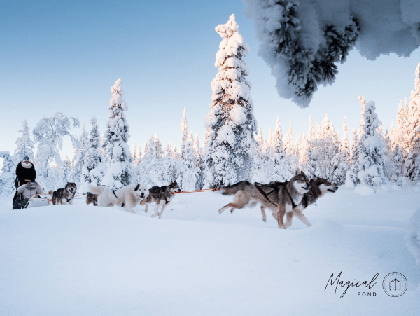 dogsledding
