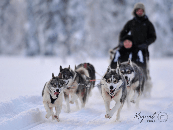 Magical Pond activities husky safari