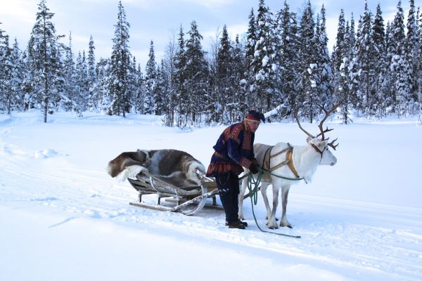magical pond reindeer