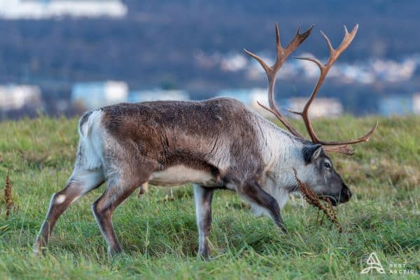 reindeer