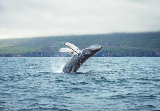 whale jumping out of the water