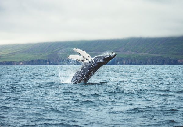 whale jumping out of the water