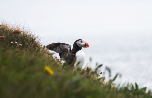 puffin seen from hill