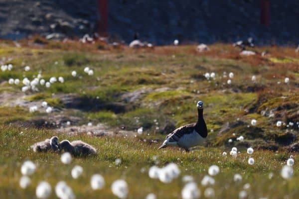 Barnacle goose standing on tundra ground in a bright polar summer scene
