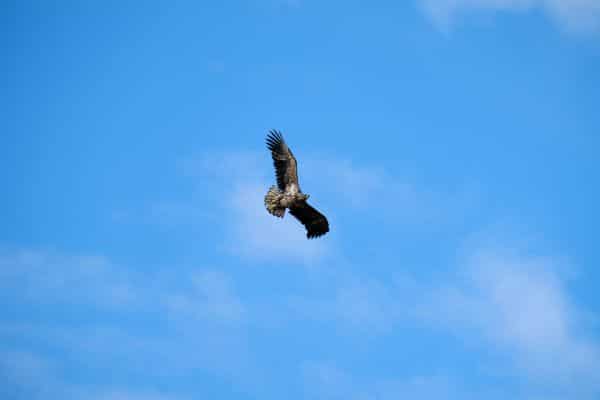 bird flying