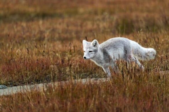 animal running
