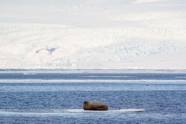 walrus on ice