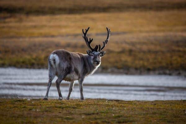 reindeer