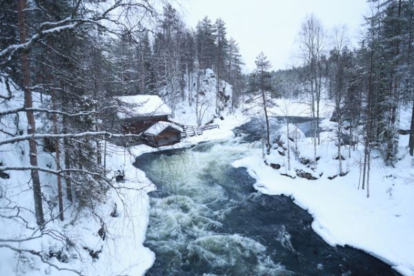 river through the forest