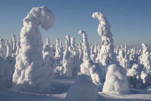 Snow-covered trees which can be seen from Ruka Glass Village in Lapland